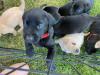 One black female and two black males still available. 