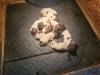 High Island Wirehairs. 6 Male and 4 Female