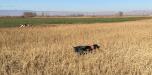 Piper- This is her second and last litter.  Pups have great confirmation.  Piper is a steady and intelligent hunting partner.  Calm and great with people.  Both Gage and Piper have excellent house manners.