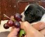 5 day old pup doing early scent introduction