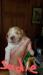 SADIE