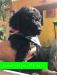 Green collar male Black F1B Labradoodle