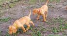 Female & Male vizsla