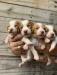 Puppy Pic