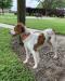 Dam - A Brittany called Brittany
