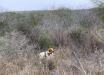 Sire - Crash
in the field working a covey of quail.