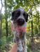 Mr. Light Blue, Male, liver roan, big head, strong body, call today.