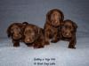 The male puppies of the litter. 