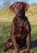 Sire of the Litter: Birddog&#39;s Way-Da-Go Yogi MH