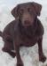 Mother of the litter: Birddog&#39;s Go-Getter Gabby