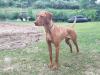 Sire