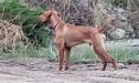 Sire