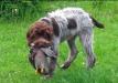 Capone with a pigeon. 4 months old