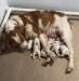 Haley and her 5 pups.