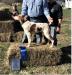 HEHIs Slim Chipley.
See pedigree scroll down below.