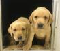 2 Male puppies available October 9th!