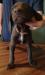 Liver male