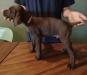Liver male