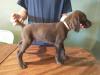 Liver male