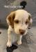 Red collar male pup