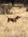 Bogi on a bird in a field trial