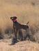 Hatch standing in his first gundog event