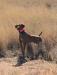 Hatch standing in his first gundog event