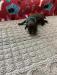 Whelped: 08/28/2021
Blue Male - Liver

$1,000.00