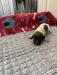 Whelped: 08/28/2021
Light Green Male - LWTP

$2,000.00