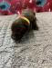 Whelped: 08/28/2021
Pink Yellow Female - Liver

$1,000.00