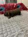 Whelped: 08/28/2021
Green Orange Male - Liver

$1,000.00