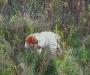 Orange and white female
9 weeks