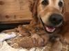 Happy Momma Dog!