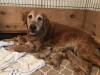 Proud Momma Dog!