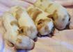 4 Females born October 19th