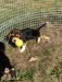 Previous litter pic of puppy playing
