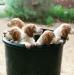 Litter Pic