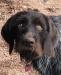 Gryff, Sire of the litter, with an engaging personality, great hunt drive, and solid genetics for health, interaction, coat development and composition