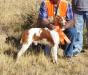 Stetson - AKC Hunt Test