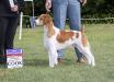 Stetson - Grand Champion Photo