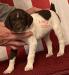Bess/Cody Female Pup Left