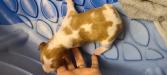 Orange roan male