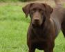 Birddog's Sweet Mystique

Mystique is a daughter of FC AFC Glenhoma's El Chupacabra and Birddog's Sweet Remembrance. She is a 3rd generation of our foundation line. She has one of the most unqiue pedigrees for a chocolate Labrador anywhere in the country. There are no other chocolate dogs in her pedigree for over 10 generations. Yet her chocolate comes from Hall of Fame Retrievers NFC AFC Del-Tone Colvin and FC AFC Snake-Eyes Double or NOthin. 