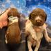 Light Blue collar liver roan male