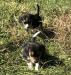 previous litter Xena puppies