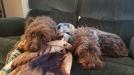 Quigley and Oakley 
