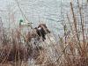 Sheba retrieving a duck from the icy waters!