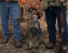 Heinz retrieving a wild pheasant!