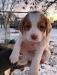 Male Brittany Pup #1