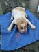 D
Mazeppa Brittany Male